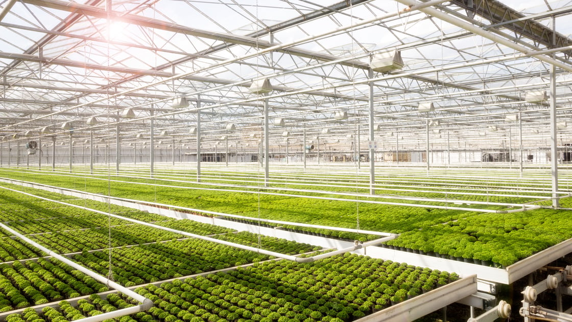 Greenhouse stock image